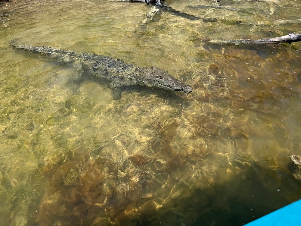 Coloradas y Rio Lagartos