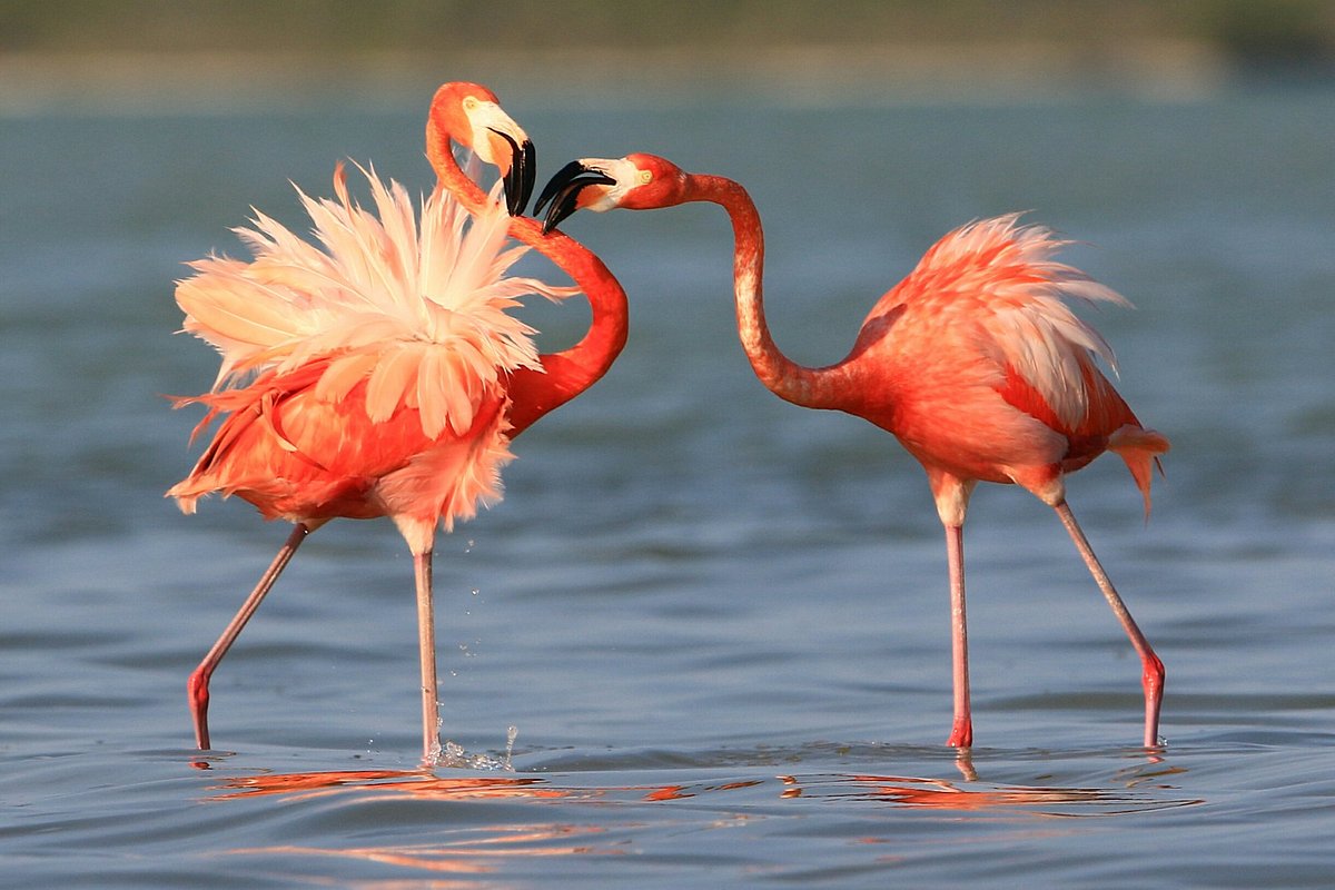 Coloradas y Rio Lagartos